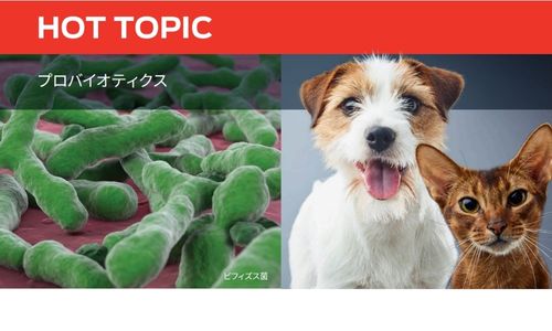 プロバイオティクス