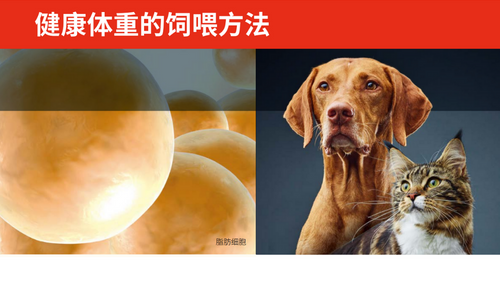 健康体重的饲喂方法