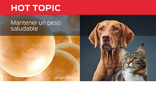 Mantener Un Peso Saludable