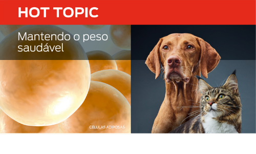 Mantendo O Peso Saudável