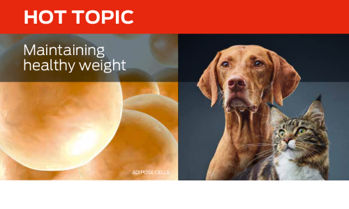 Maintaining Healthy Weight