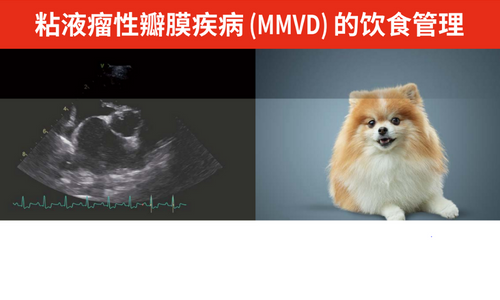 粘液瘤性瓣膜疾病 (MMVD) 的饮食管理