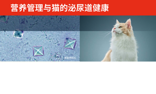 营养管理与猫的泌尿道健康