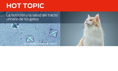 La Nutrición Y La Salud Del Tracto Urinario De Los Gatos