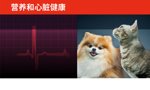 营养和心脏健康