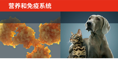 营养和免疫系统