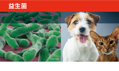 益生菌
