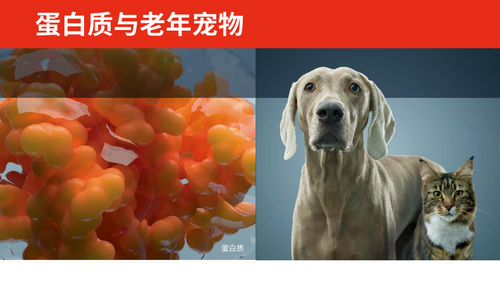蛋白质与老年宠物