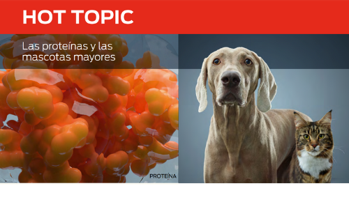 Las Proteínas Y Las Mascotas Mayores