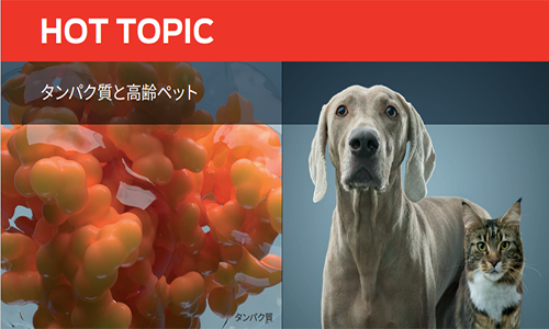 タンパク質と高齢ペット