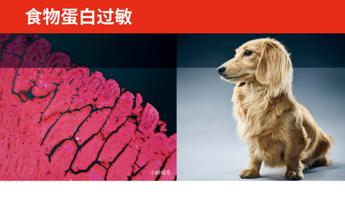 食物蛋白过敏