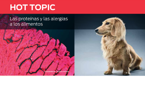 Las Proteínas Y Las Alergias a Los Alimentos