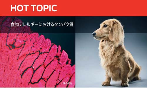 食物アレルギーにおけるタンパク質 