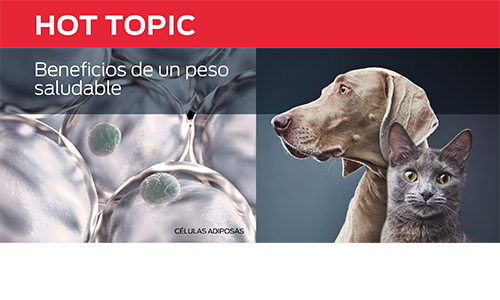 Beneficios De Un Peso Saludable