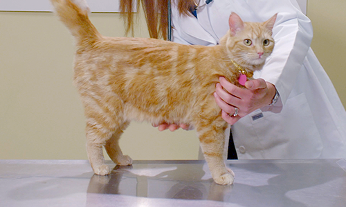 Come Eseguire La Valutazione Della Condizione Corporea Del Gatto