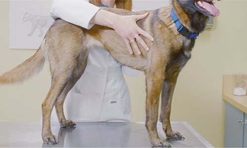 Come Eseguire La Valutazione Della Condizione Corporea Del Cane