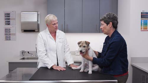 Comment Faire Une Recommandation Alimentaire Pour Un Chien En Bonne Santé