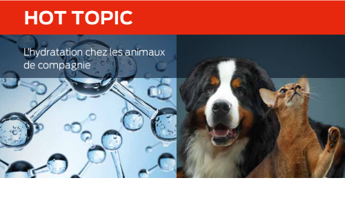 L’hydratation Chez Les Animaux De Compagnie
