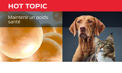 Maintenir Un Poids Santé