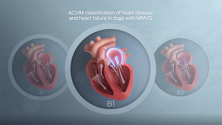 Classification ACVIM Des Maladies Cardiaques Et De L'insuffisance Cardiaque Chez Les Chiens Atteints De Mmvd