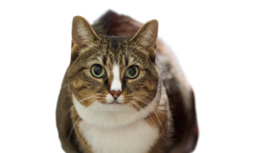 MUFFIN，一只体型肥胖的猫