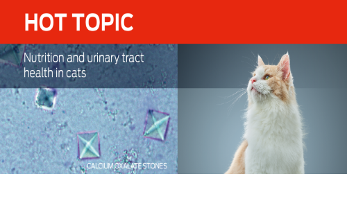 Nutrition and Urinary Tract Health in Cats