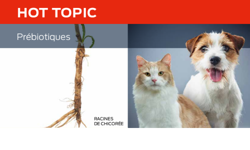Prébiotiques