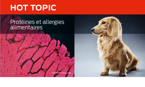 Protéines Et Allergies Alimentaires