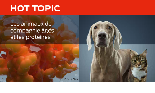 Les Animaux De Compagnie Âgés Et Les Protéines