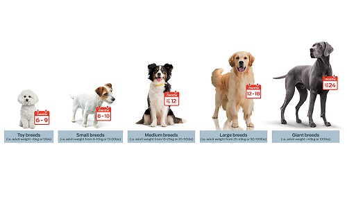 Puppy Growth Rates