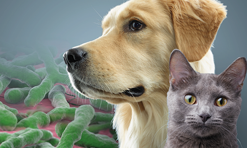不止是填饱肚子：将 Purina 的微生物组学理念付诸实践