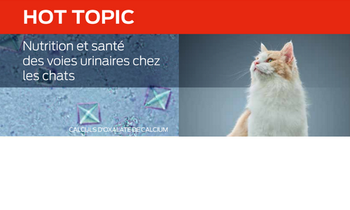 Nutrition Et Santé Des Voies Urinaires Chez Les Chats