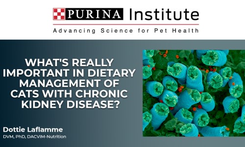What's Really Important in Dietary Management of Cats with Chronic Kidney Disease