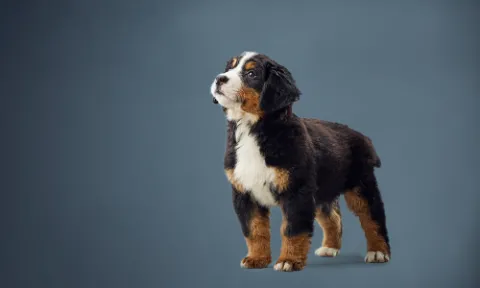 大型犬や超大型犬の仔犬の食餌